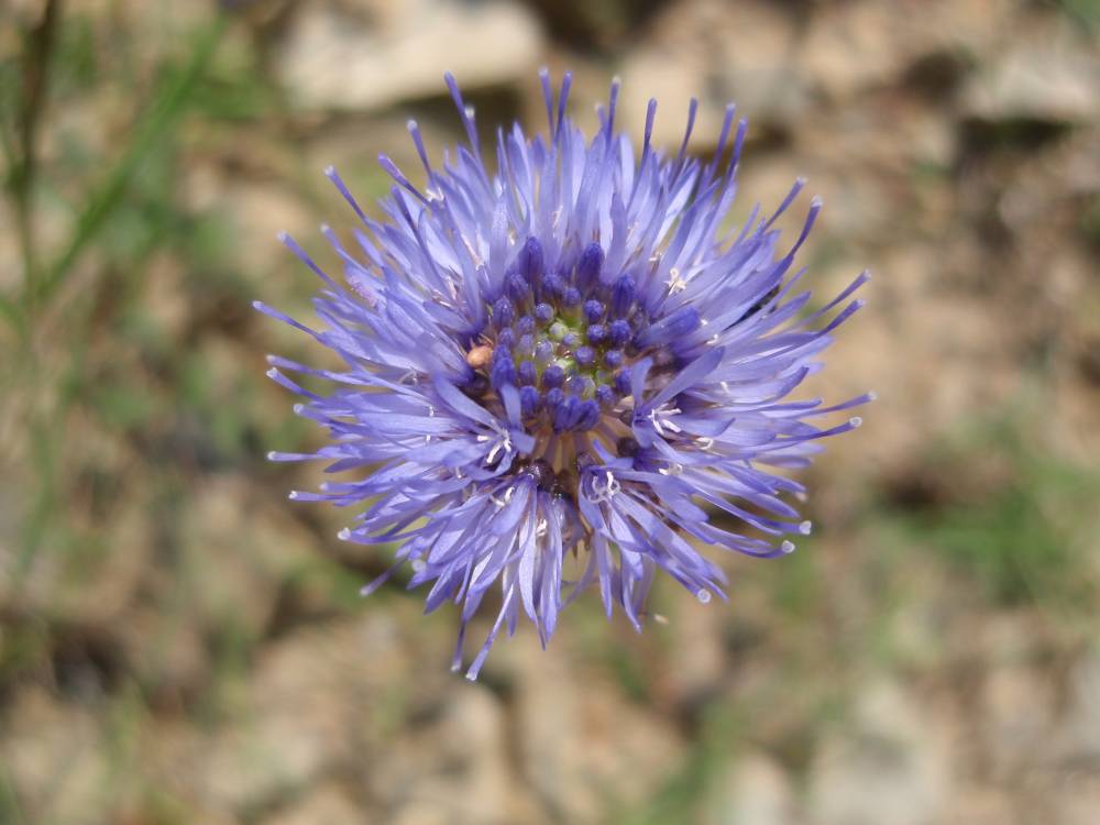 Jasione montana / Vedovella annuale